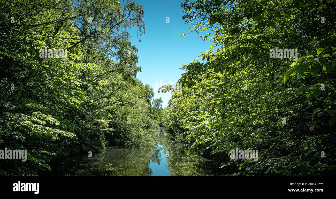 Quiet forest path surrounded lush hi-res stock photography and images ...