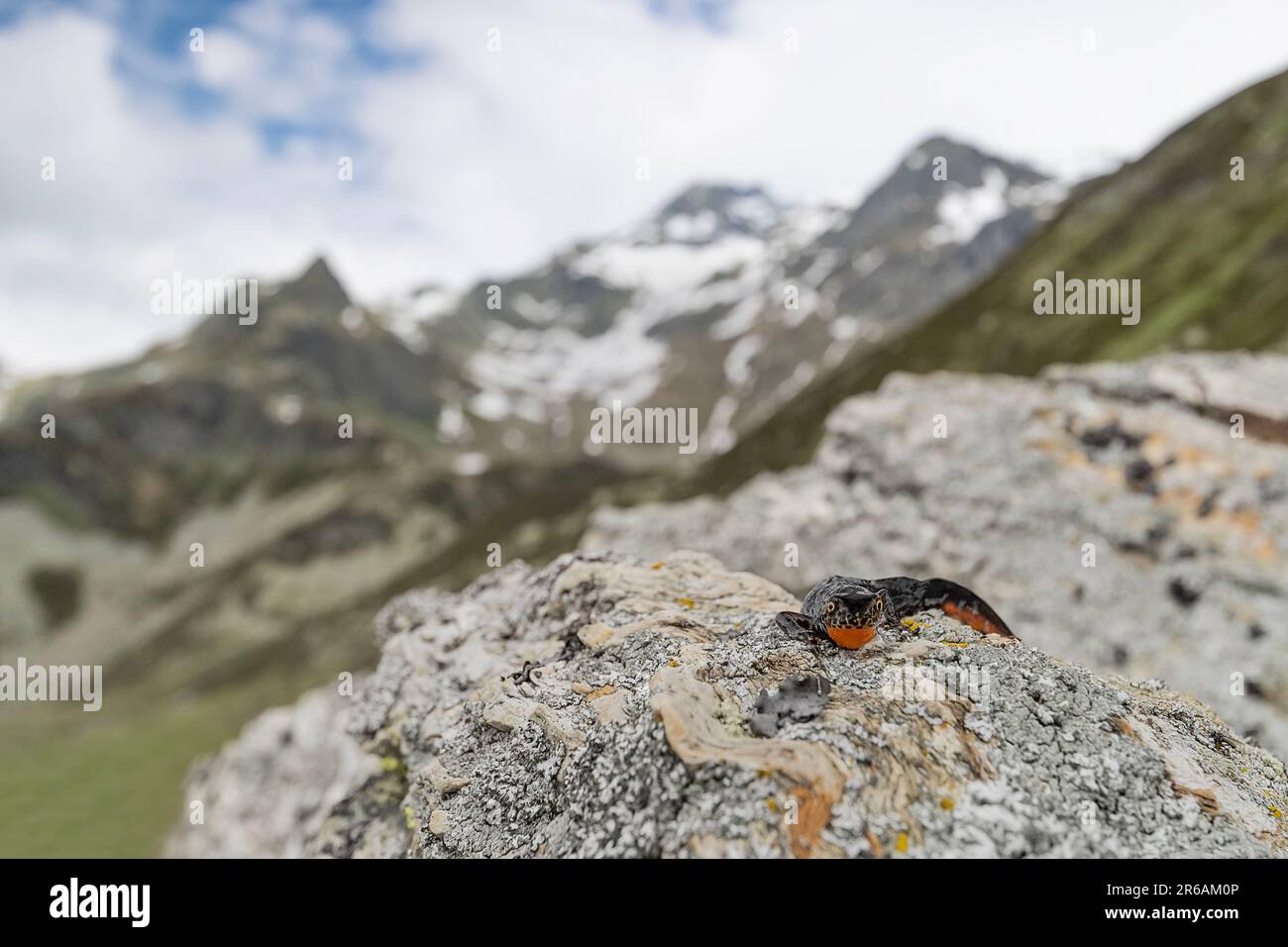 On the rock, the alpine newt with mountains peaks on background (Ichthyosaura alpestris) Stock Photo