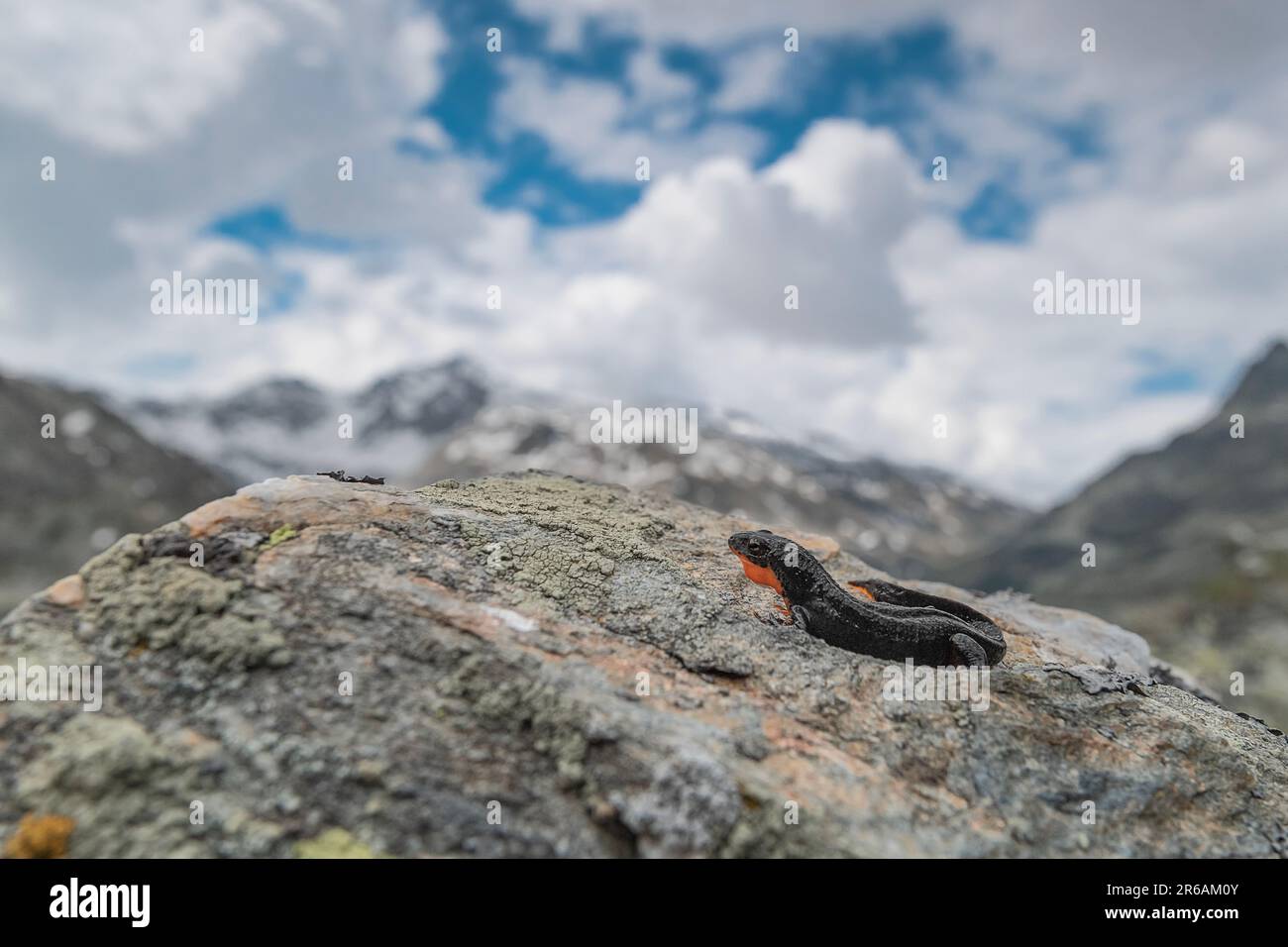 The amazing alpine newt with mountains peaks on background (Ichthyosaura alpestris) Stock Photo