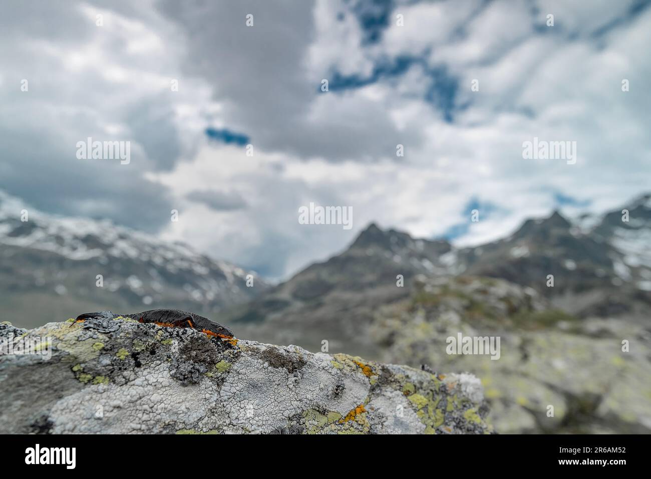 The amazing alpine newt with mountains peaks on background (Ichthyosaura alpestris) Stock Photo