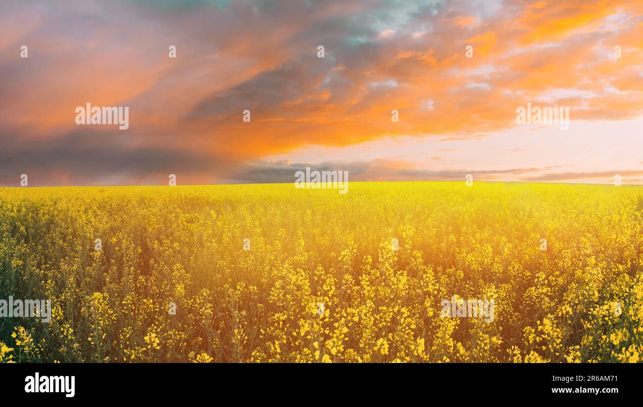 Sunrise over field of flowers hi-res stock photography and images - Alamy