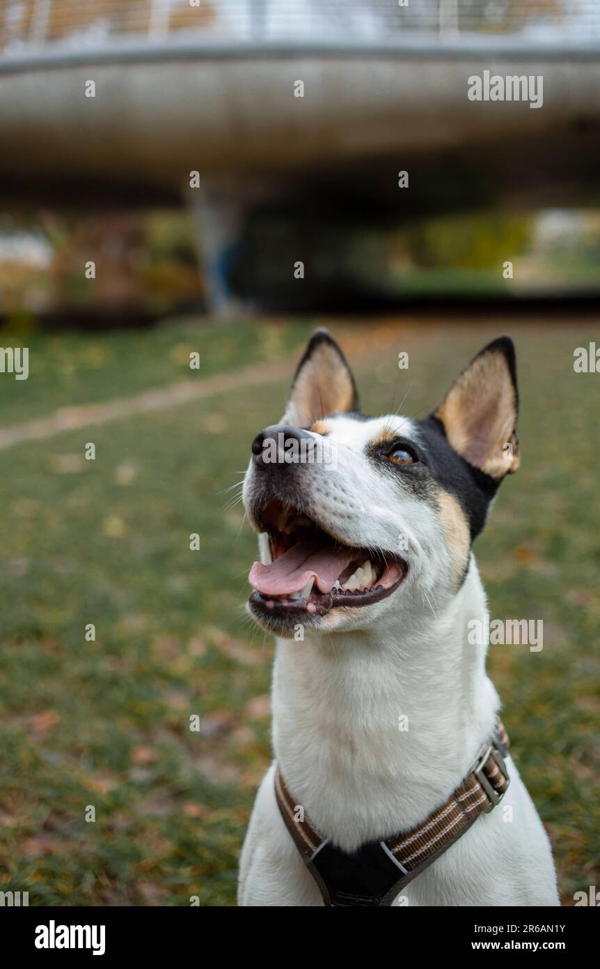 A friendly happy dog playing in the summer park. Mongrel dog playing with a stick Stock Photo