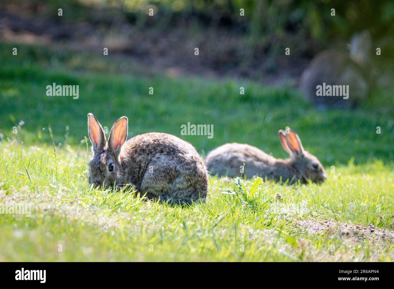 Two wild rabbits on the grass Stock Photo