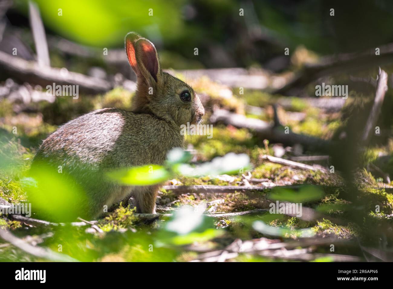 Young wild rabbit isolated in the woods Stock Photo