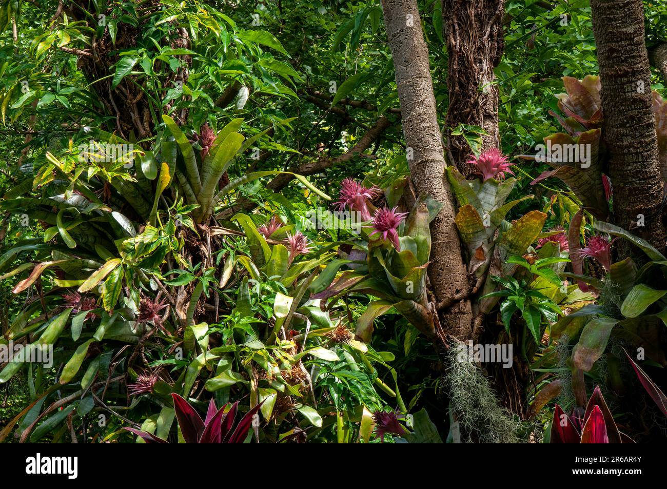Sydney Australia, aechmea fasciata or silver vase bromeliad attached to tree trunks in garden Stock Photo