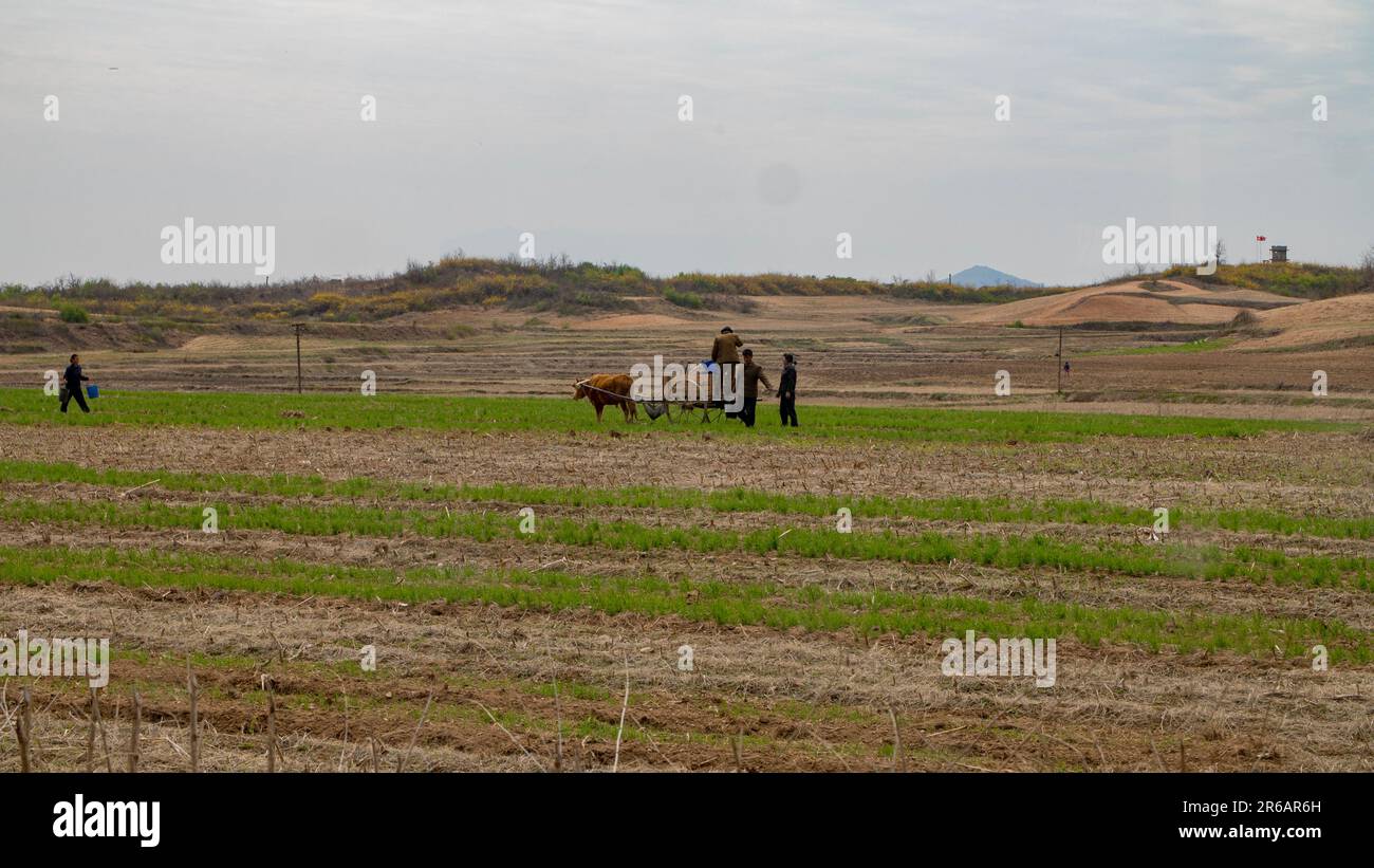 Kaesong, North Korea (DPRK - Democratic People's Republic of Korea). Farmers working close to Kaesong city. Stock Photo