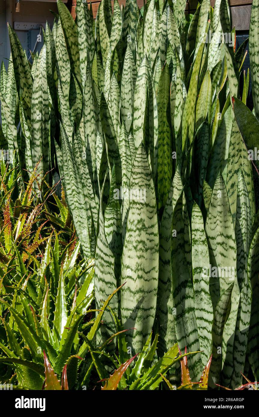 Sydney Australia, clump of sansevieria trifasciata or mother-in-law's tongue in sunshine Stock Photo
