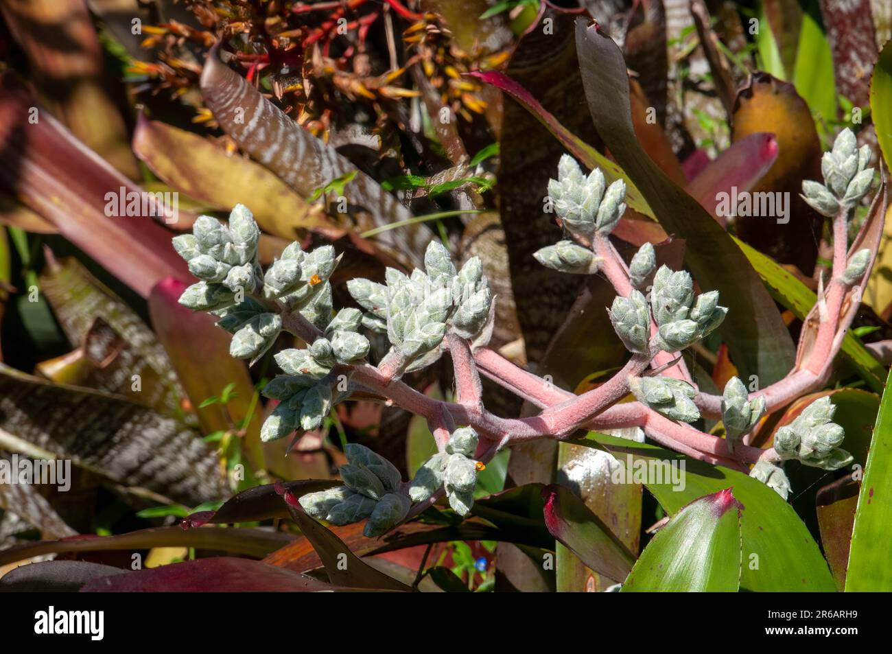 Sydney Australia, flower stem of a hohenbergia lanata bromeliad Stock Photo
