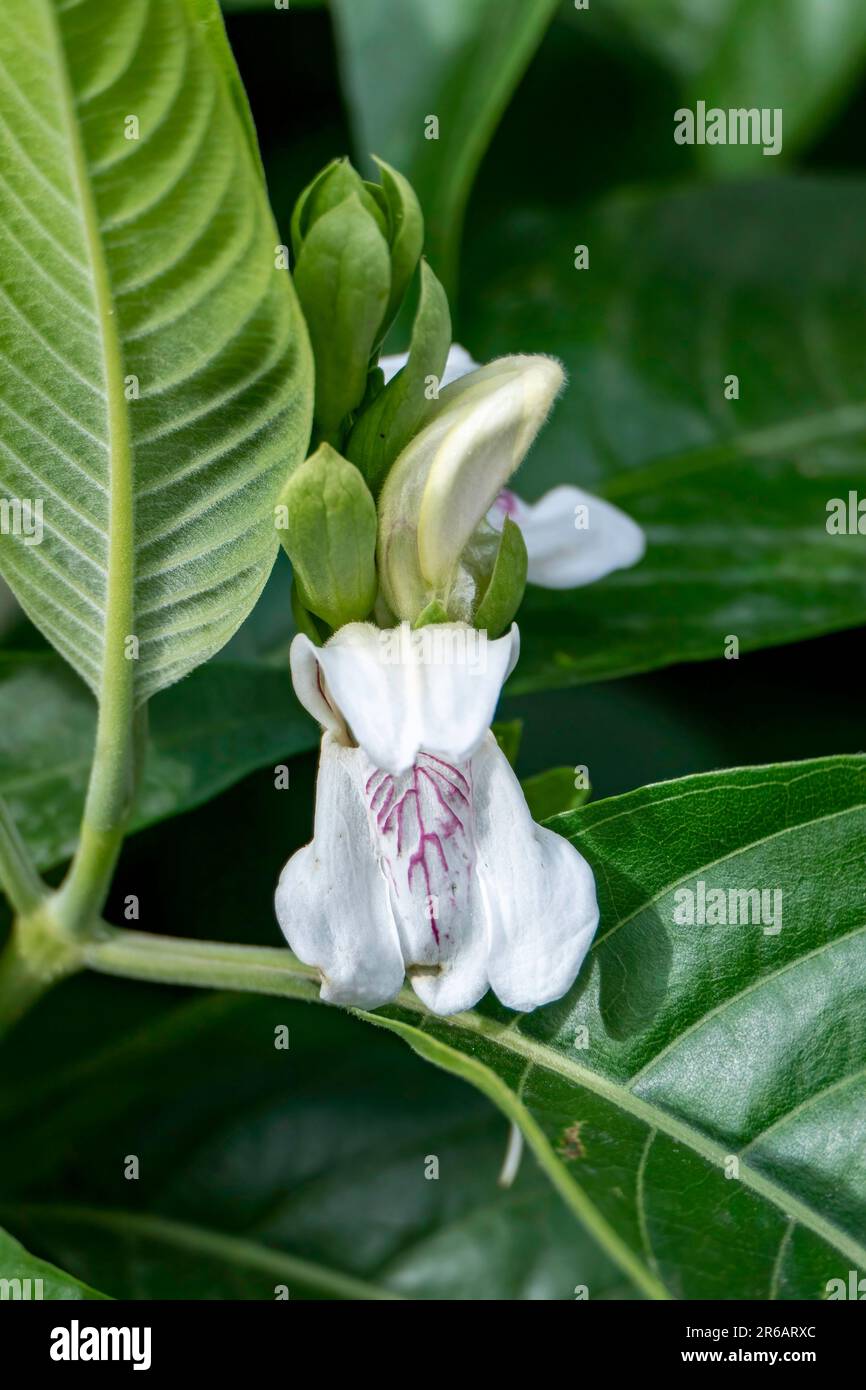 White flowers of of Malabar nut or Justicia adhatoda or adulsa or vasa or vasaka tree close up Stock Photo