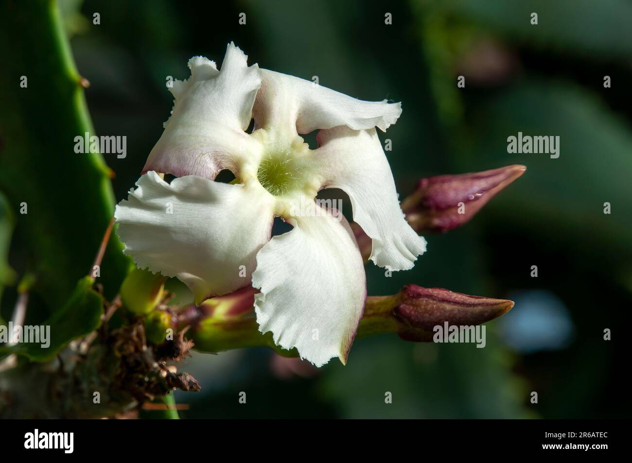 Sydney Australia, flower and buds of a pachypodium saundersii Stock
