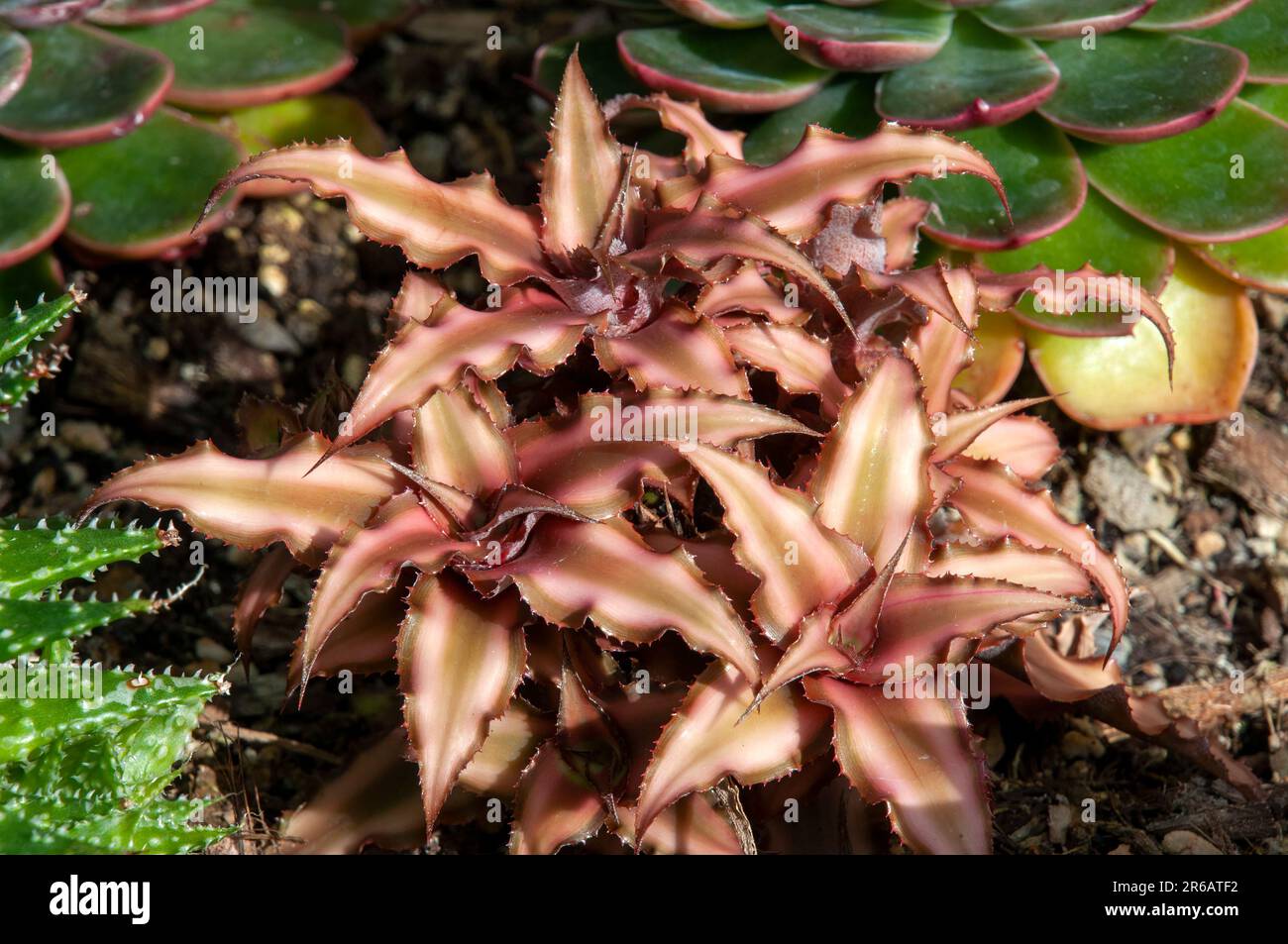 Sydney Australia, clump of cryptanthus bivittatus or earth star bromeliad Stock Photo