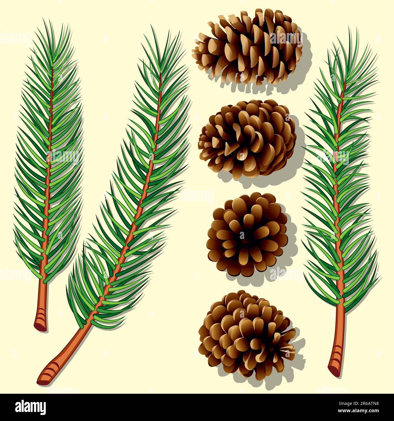 Pine Tree Branches and Cones. Vector Illustration Stock Vector Image ...