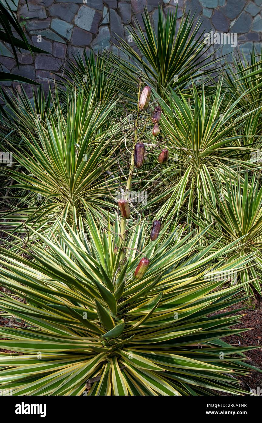 Sydney Australia, grouping of yucca aloifolia with purplish fruit in garden Stock Photo