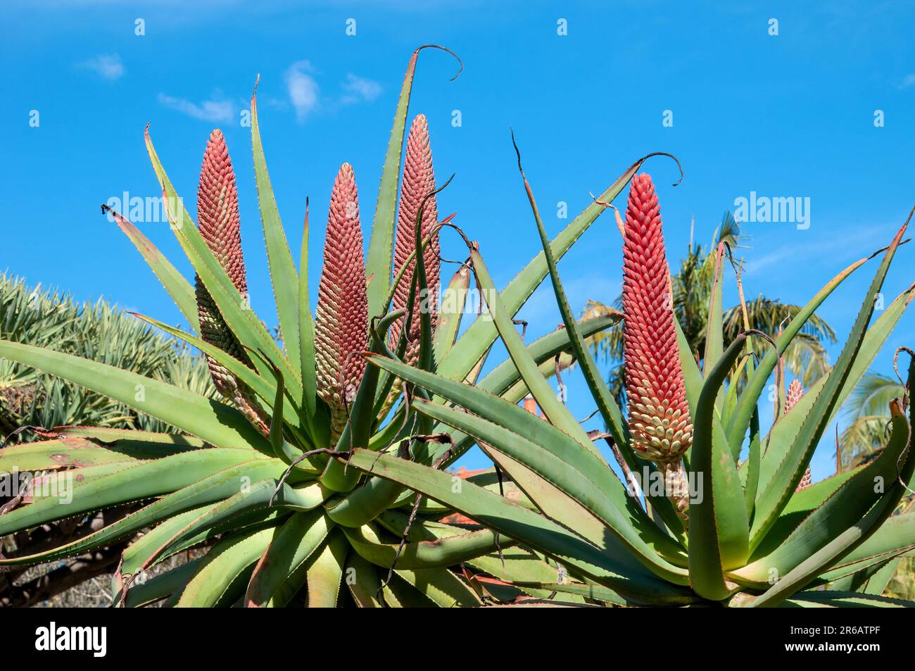 Sydney Australia, aloe speciosa or tilt-head aloe with flower cones Stock Photo