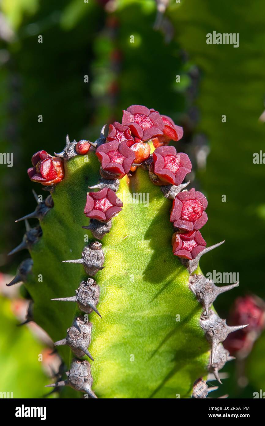 Sydney Australia, closeup of top of a euphorbia griseola stem with flowers garden Stock Photo
