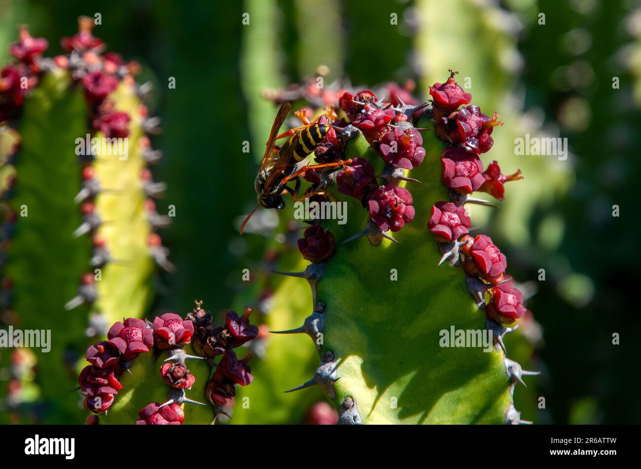 Sydney Australia, paper wasp on the top of flower of euphorbia griseola Stock Photo