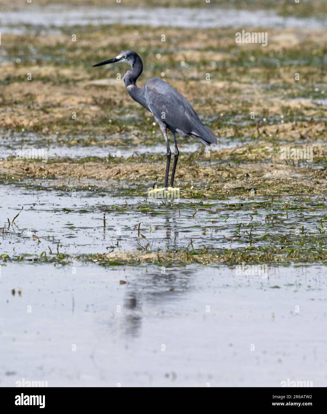 The grey morph of the Dimorphic Egret is by far the more common colour ...