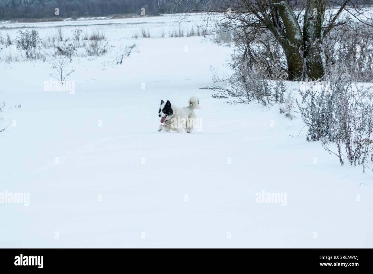A small dog is pictured outdoors on a winter day, with its head tilted
