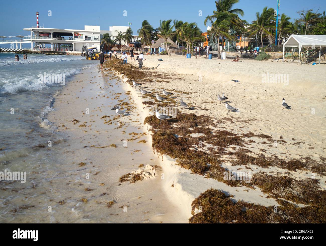 Sargassum seaweed on the beach at Puerto Morelos Yucatan Peninsula