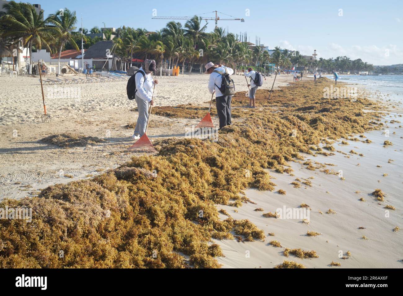 Sargassum seaweed on the beach at Puerto Morelos Yucatan Peninsula