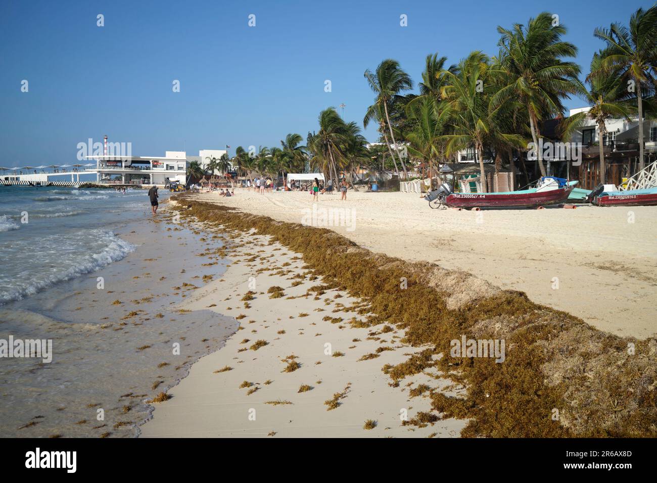 Sargassum seaweed on the beach at Puerto Morelos Yucatan Peninsula
