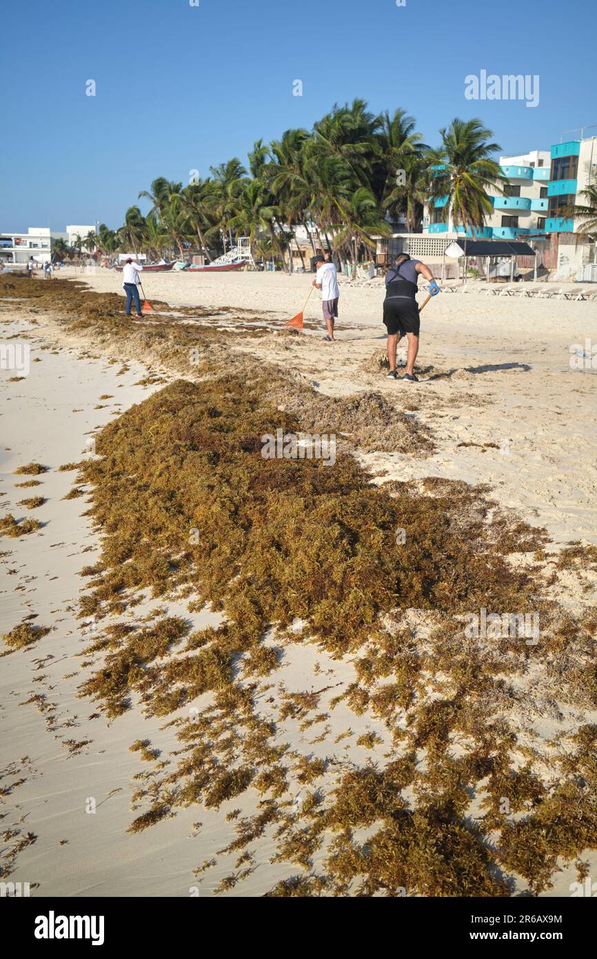 Sargassum seaweed on the beach at Puerto Morelos Yucatan Peninsula