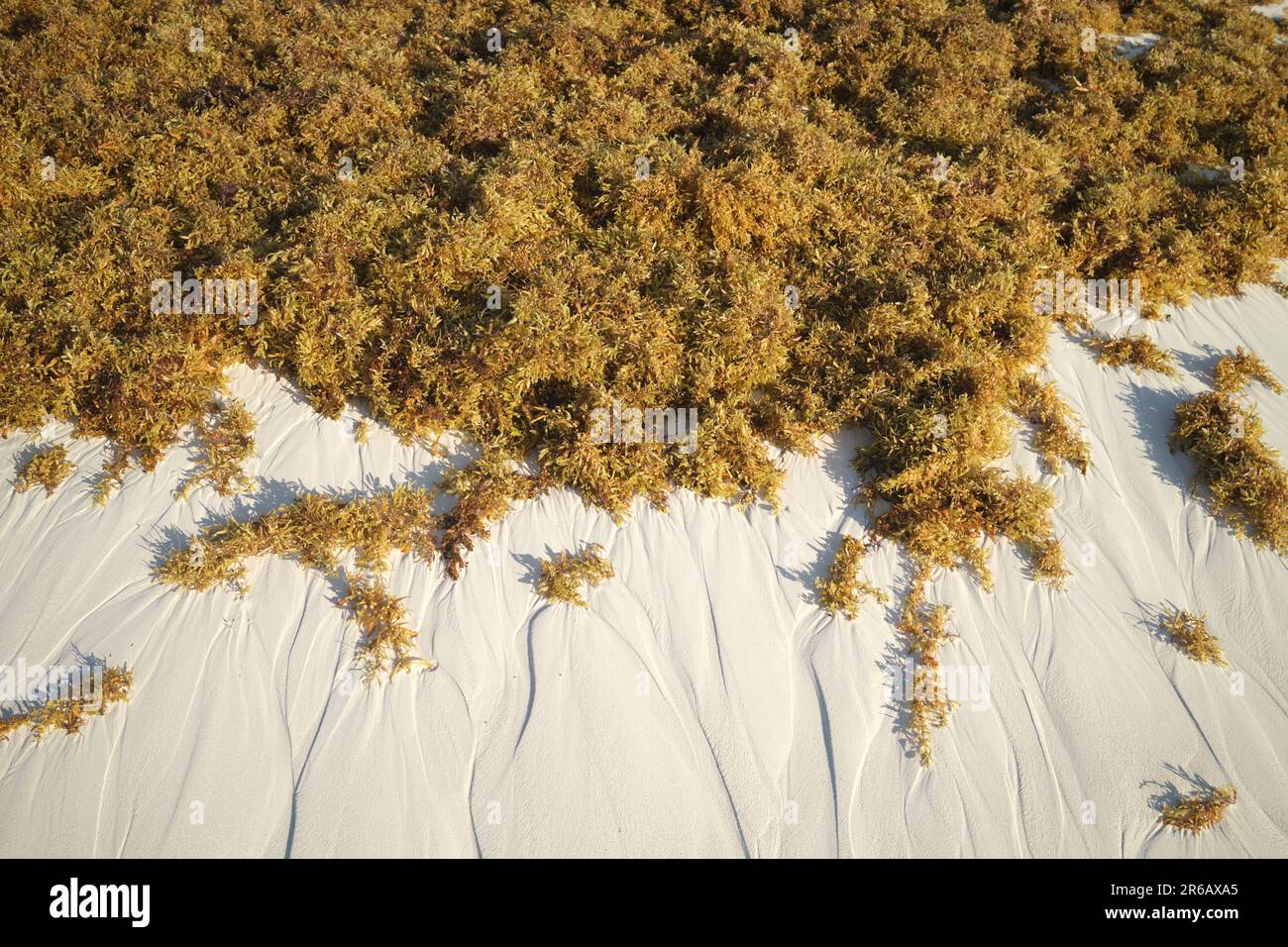 Sargassum seaweed on the beach at Puerto Morelos Yucatan Peninsula