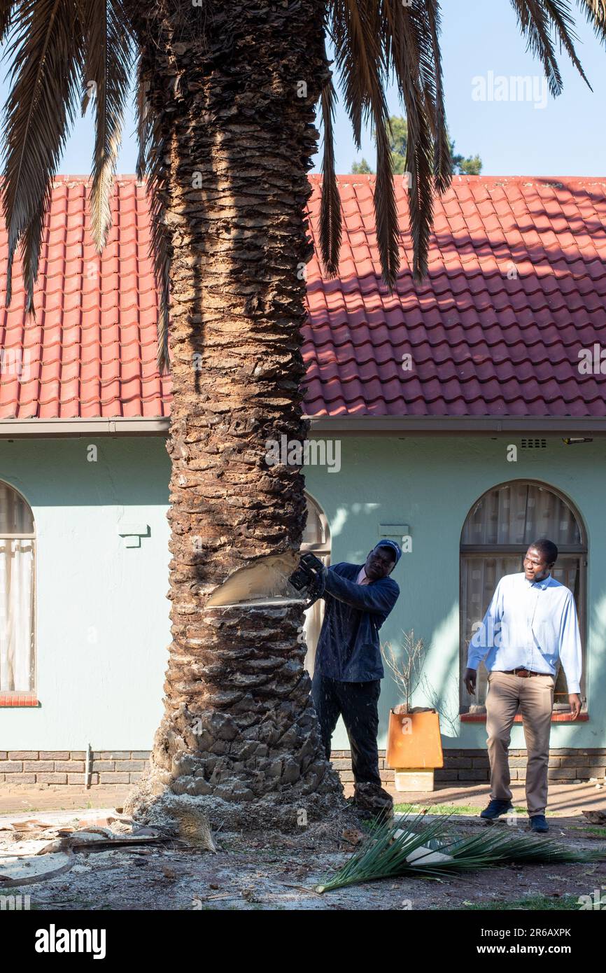 Cutting down tree south africa hires stock photography and images Alamy