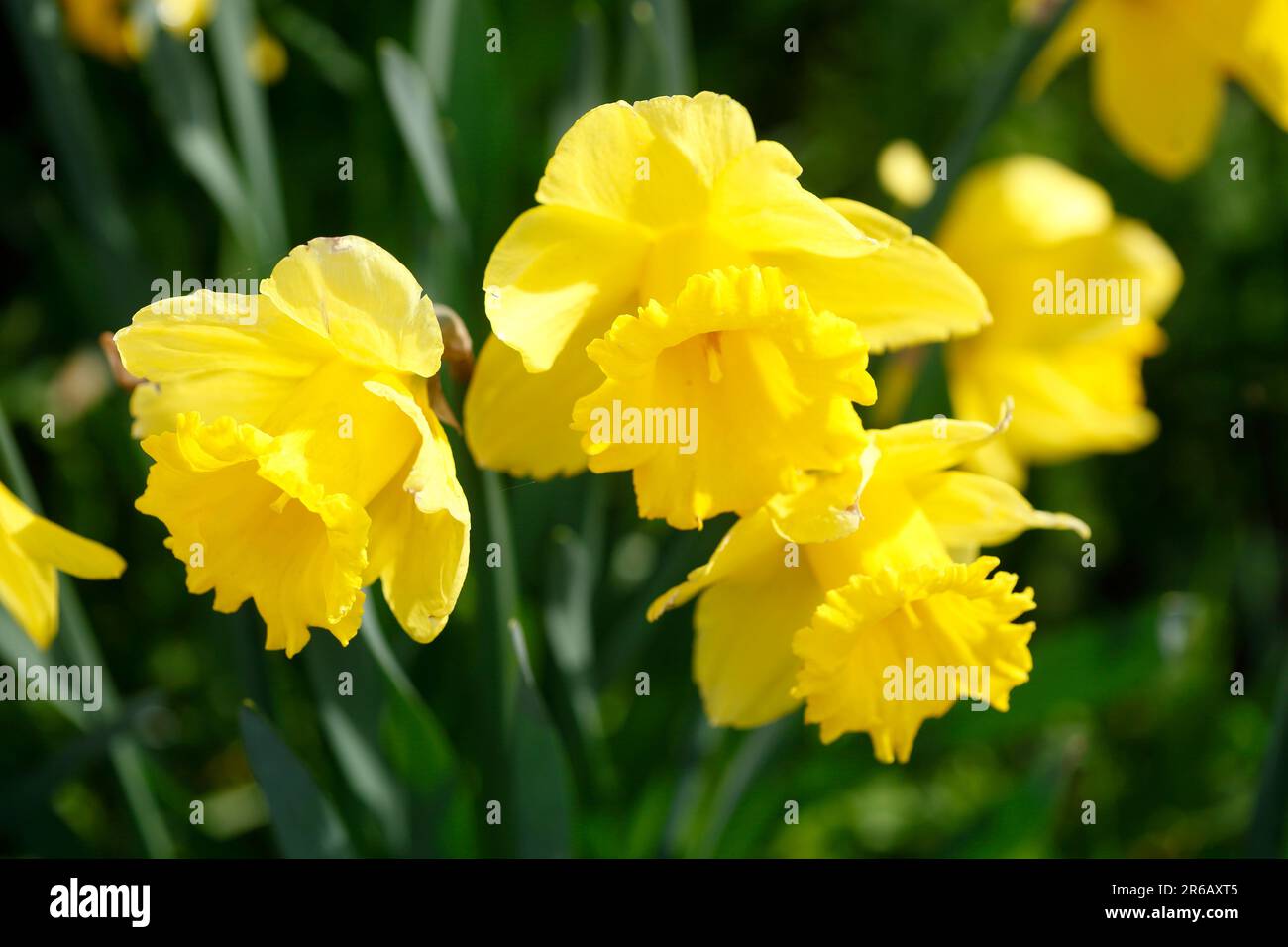 Yellow Daffodils, Daffodil Flower (Narcissus Pseudonarcissus), Germany Stock Photo