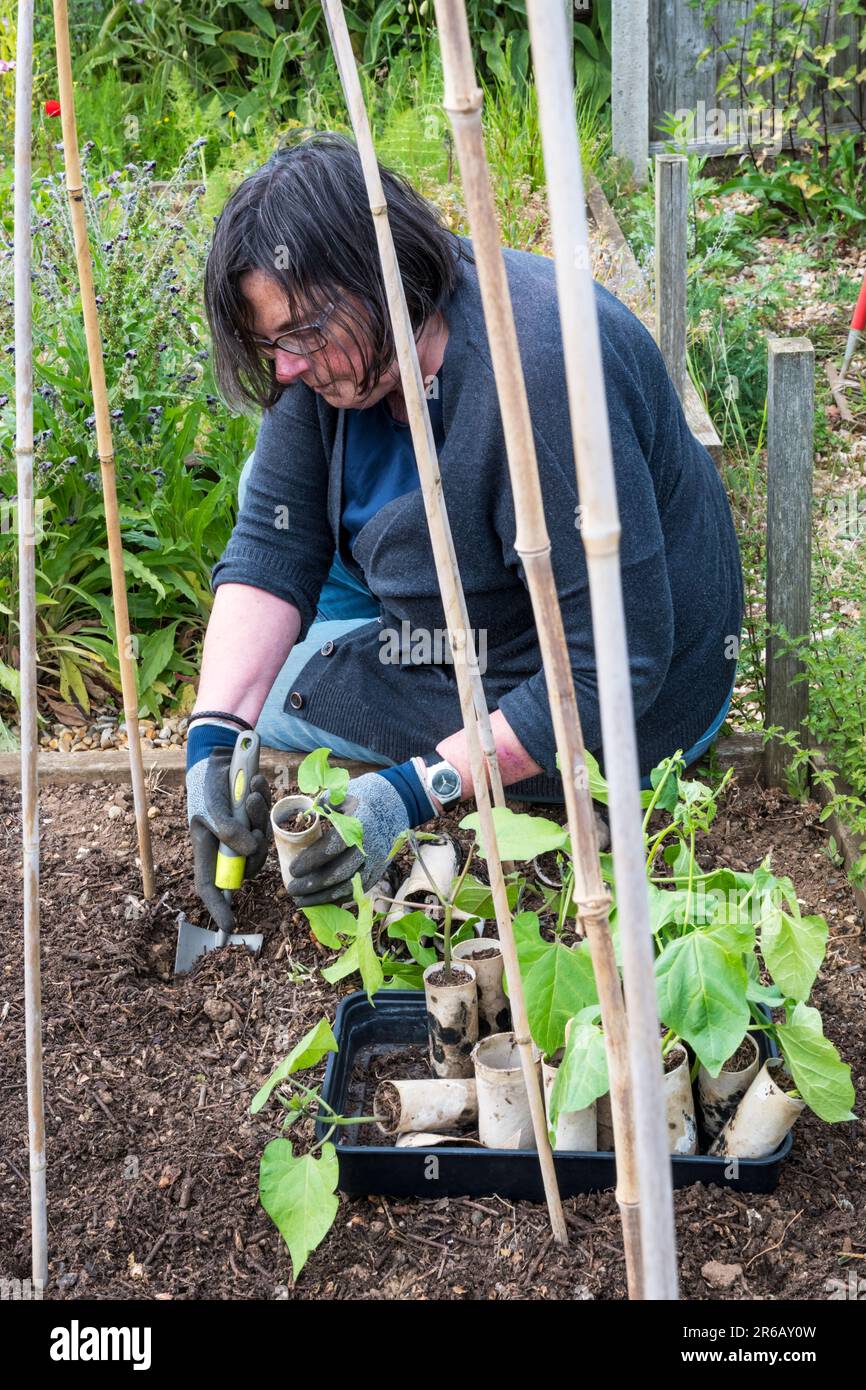 Woman planting climbing French bean Cobra, Phaseolus vulgaris, at the base of a bamboo tripod. Grown in old cardboard toilet rolls. Stock Photo
