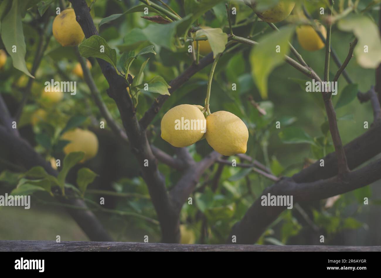 growing lemons on lemon tree, exotic fruit Stock Photo Alamy