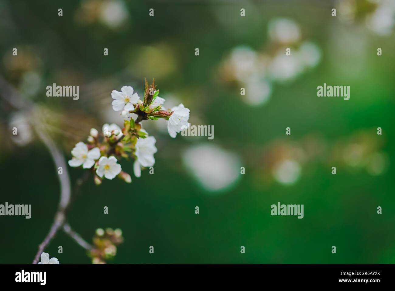 Smooth green background hi-res stock photography and images - Alamy