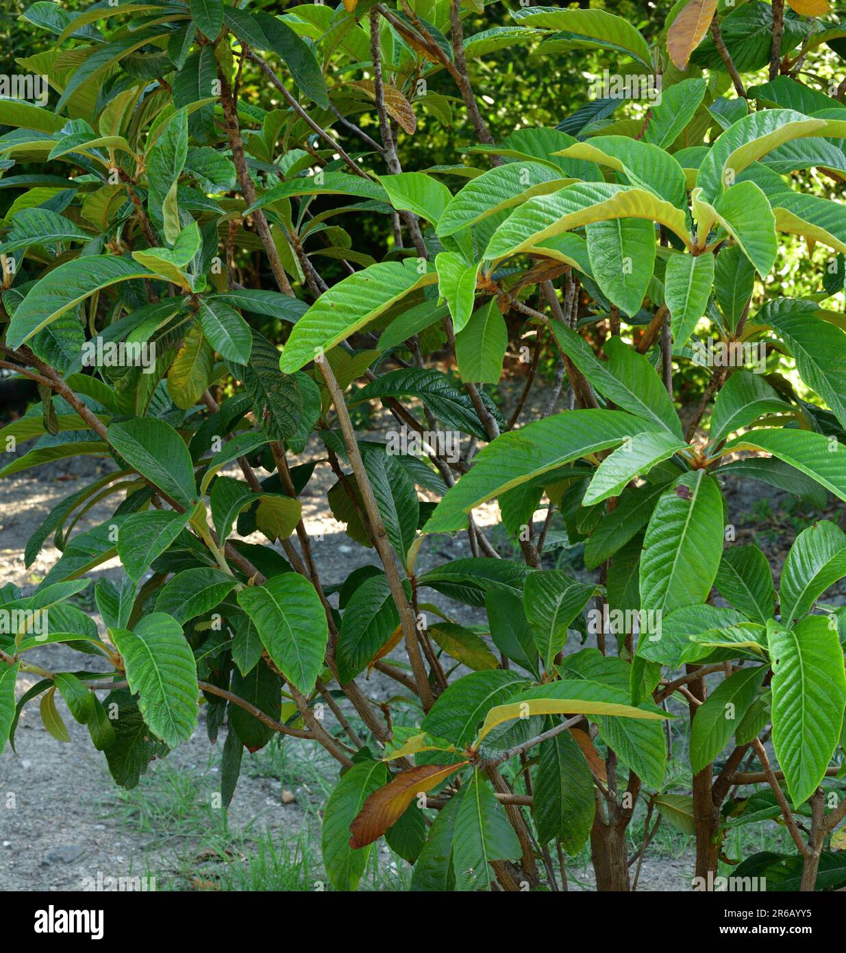 Fruit bearing tree hires stock photography and images Alamy
