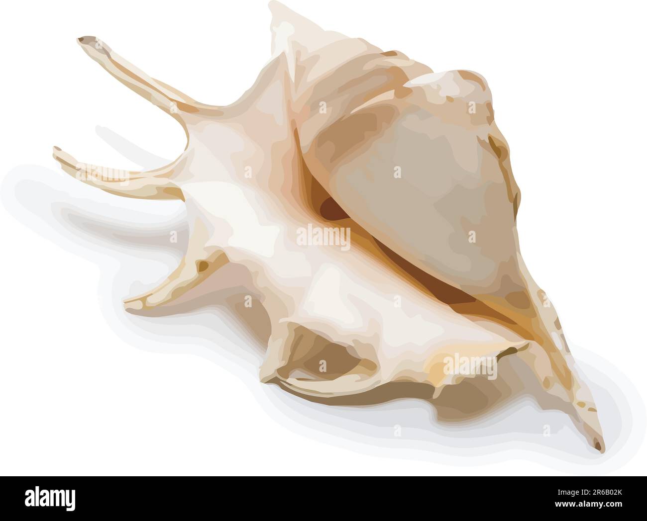 Vector beautiful sea shell with shadow on white background Stock Vector