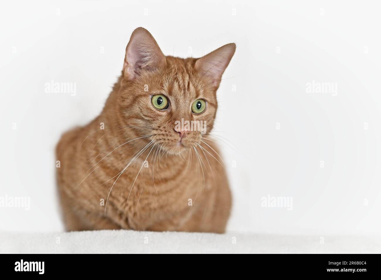 Cute red cat sitting and looking curious away. Isolated on white background. Stock Photo