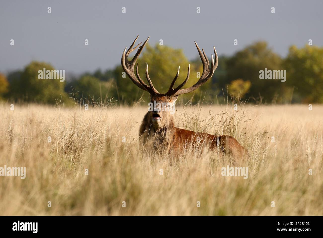 Stag bellowing in a field during rutting season Stock Photo