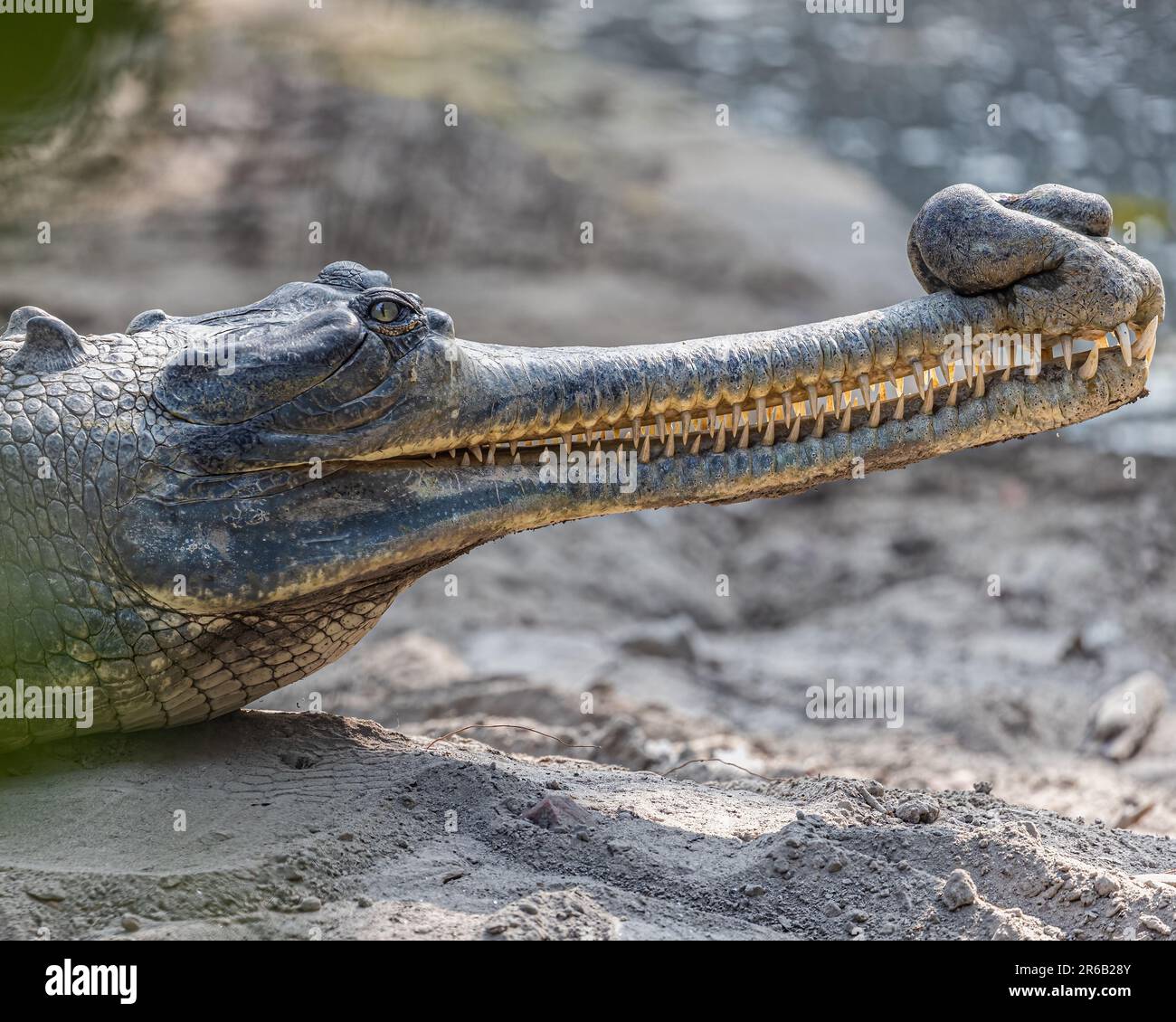 This image is of a Gharial, a species of crocodilian native to the
