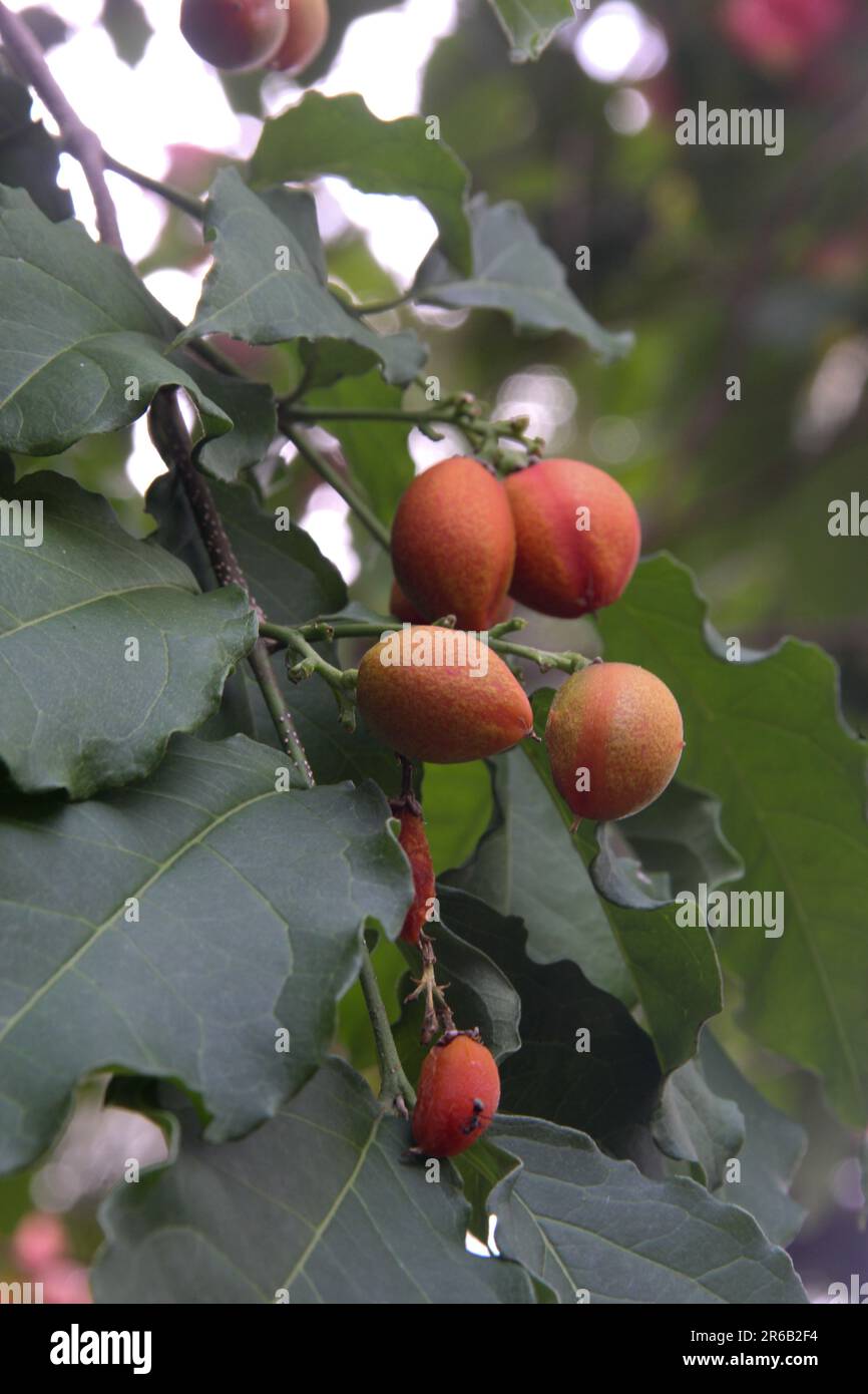 Peanut butter fruits Stock Photo Alamy