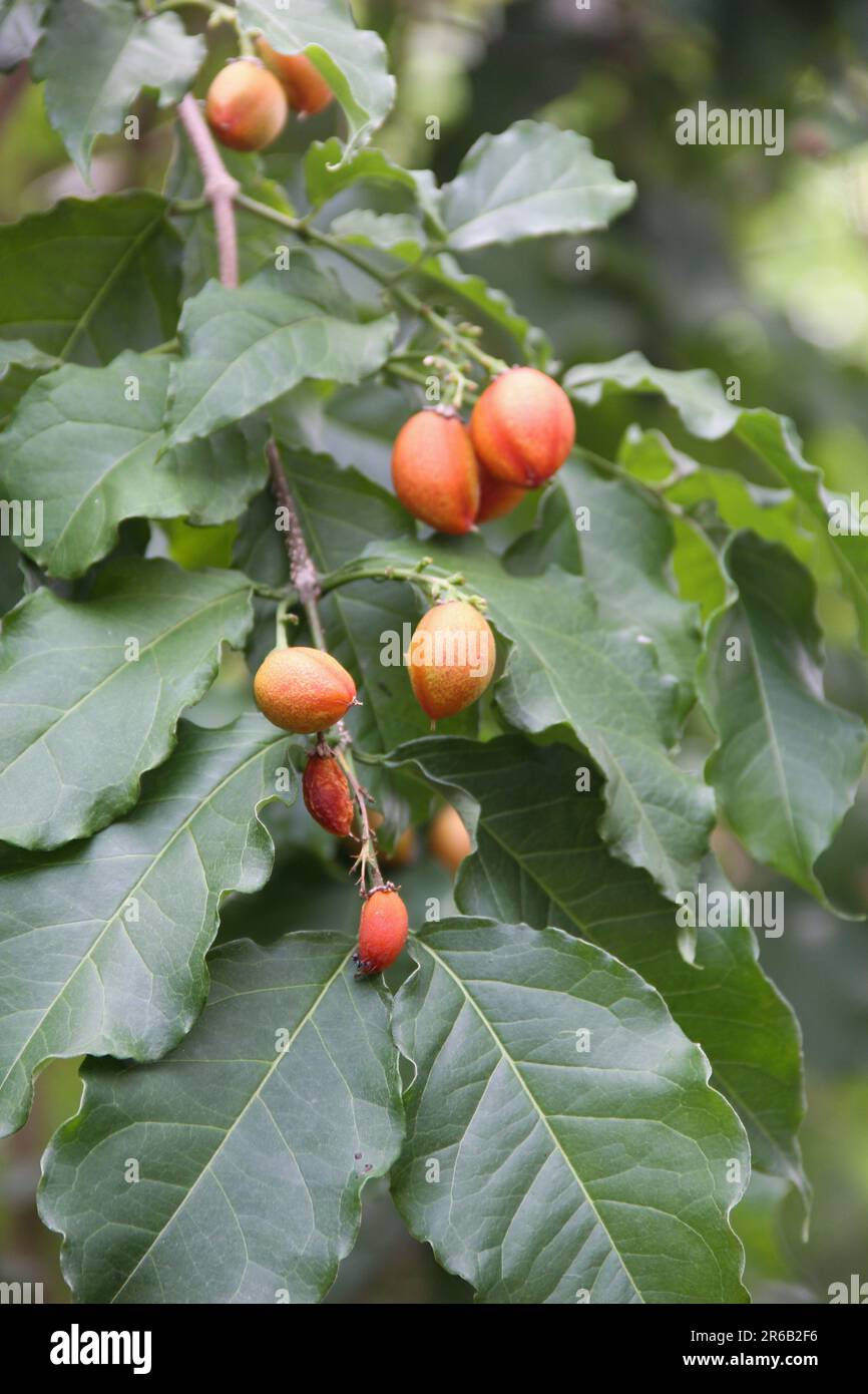 Peanut butter fruits Stock Photo Alamy