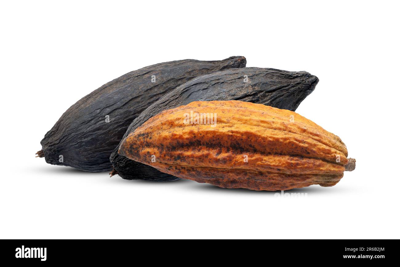Cocoa or Cacao fruits isolated on white background Stock Photo Alamy