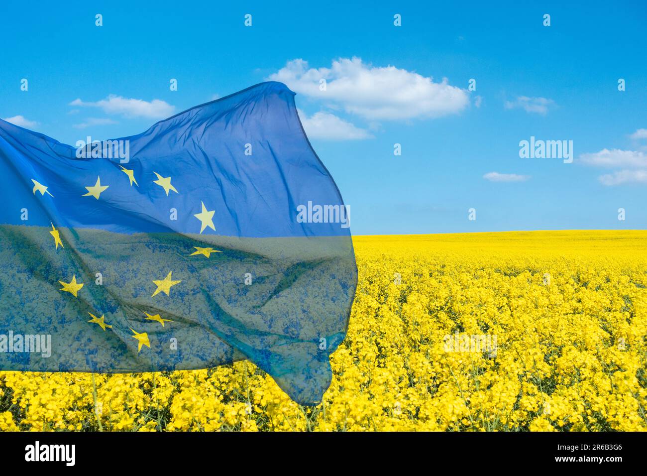 EU, European Union flag over rapeseed crop. Ukraine, Russia war, world food prices, wheat prices, EU ban...concept Stock Photo