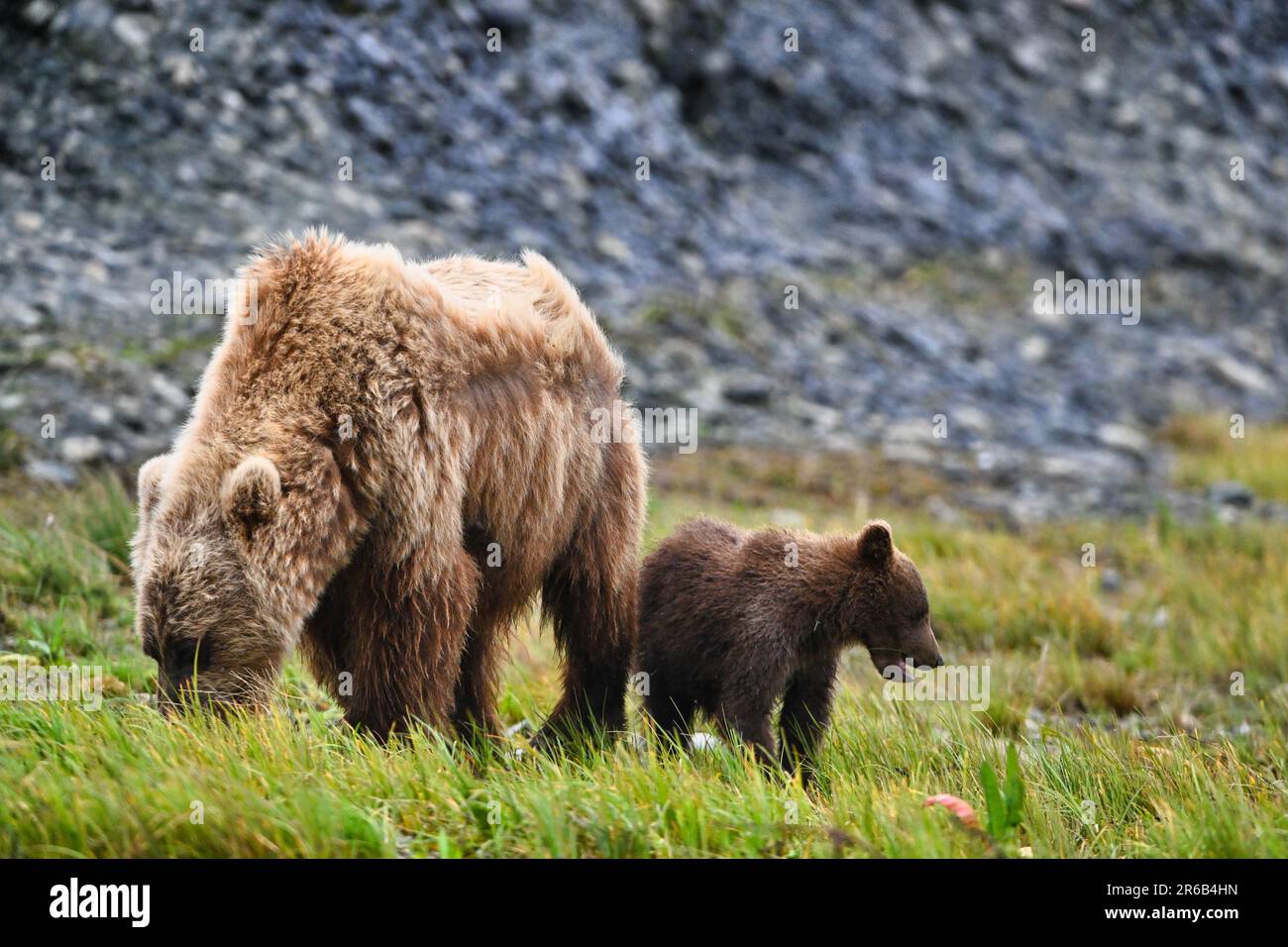 A close-up of a mother bear with her cub walking on green grass Stock ...