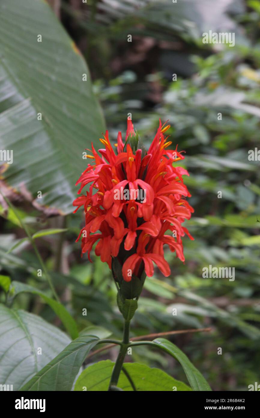 Justicia coccinea hi-res stock photography and images - Alamy