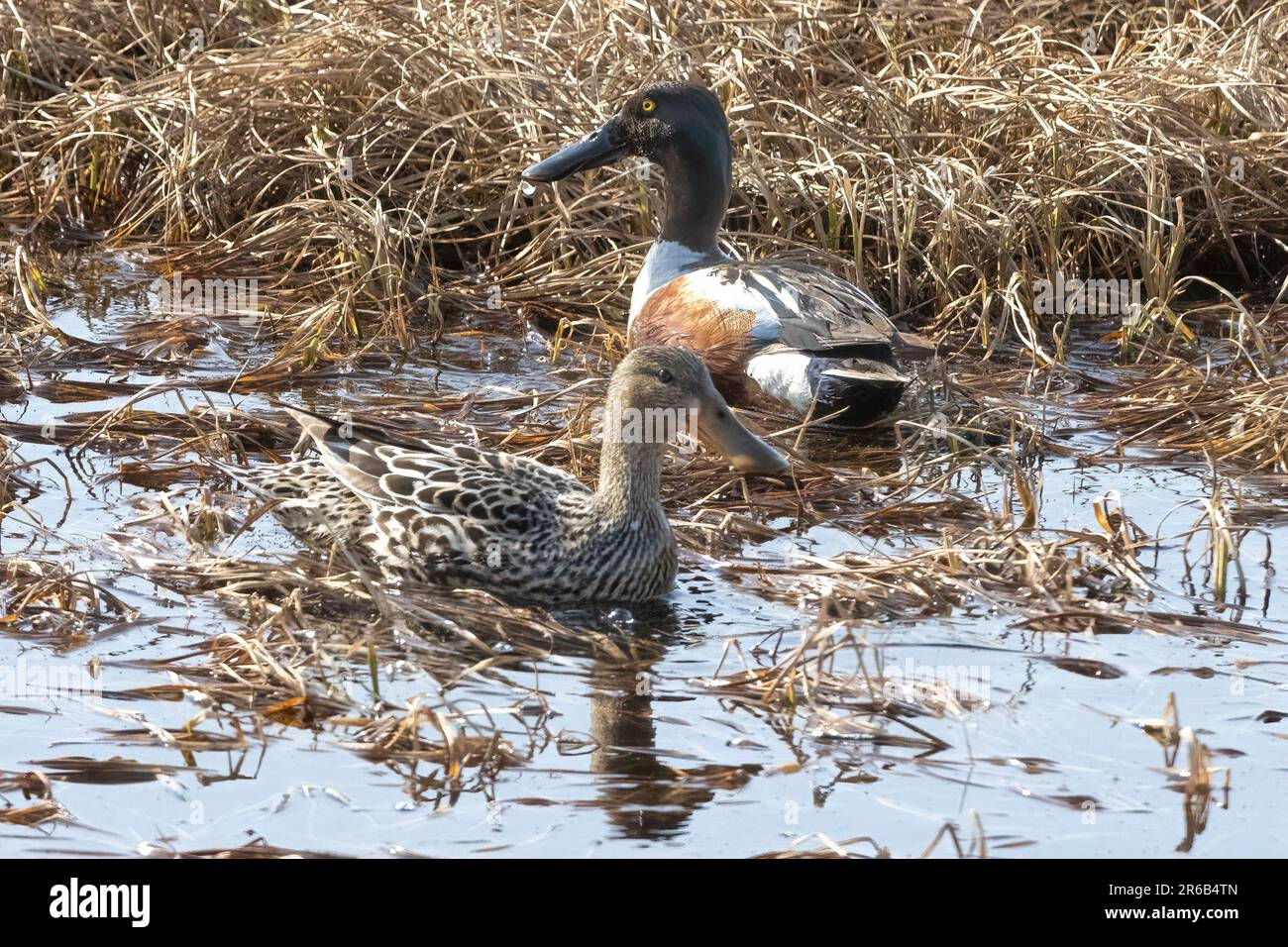 A northern shoveler (Spatula clypeata)and a duck swimming in a pond Stock Photo