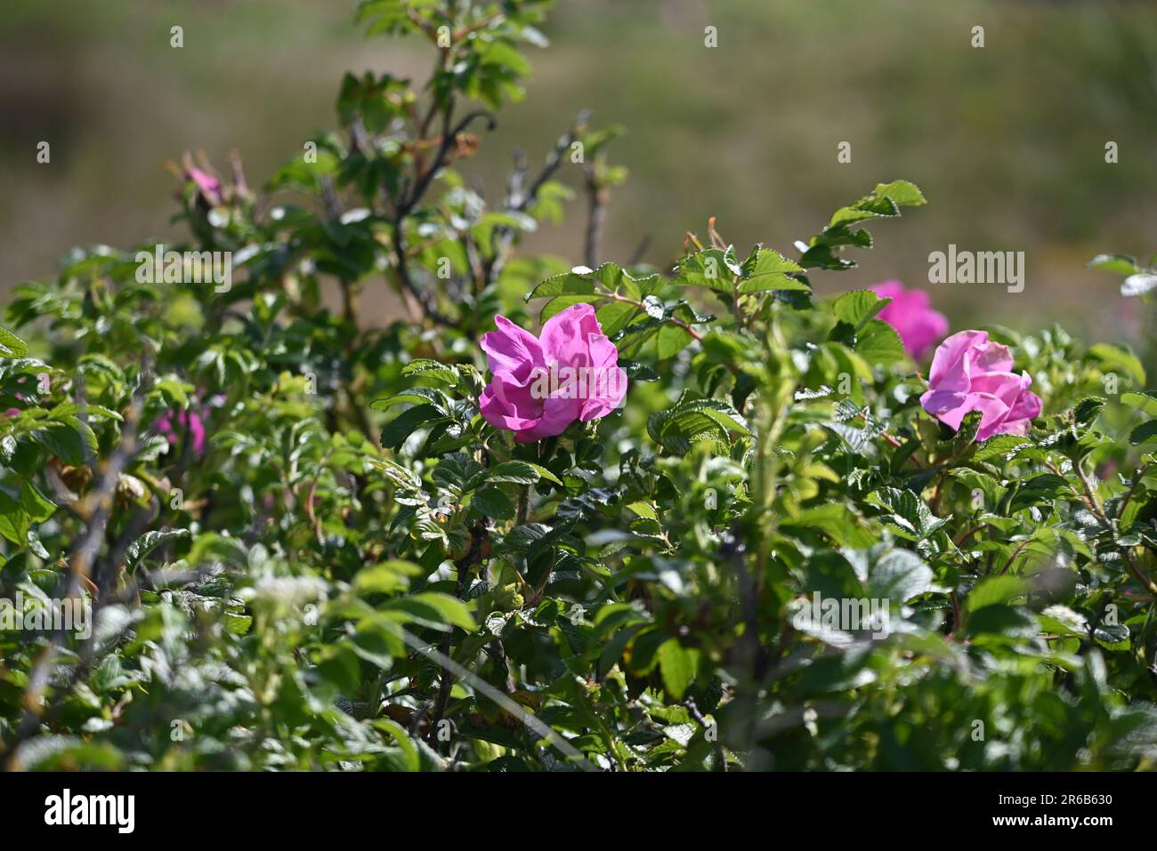 Pink flowering dogroses on the bush Stock Photo