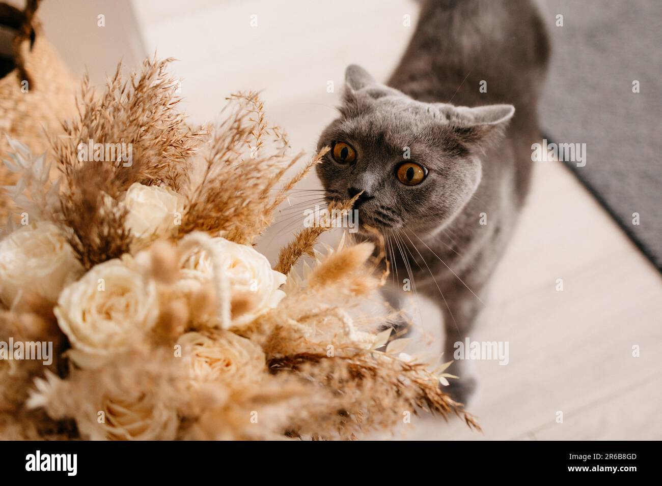 Cat sniffing at rose hi-res stock photography and images - Alamy