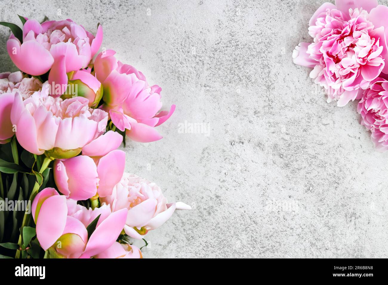 fresh beautiful peonies flowers on a light background Stock Photo - Alamy