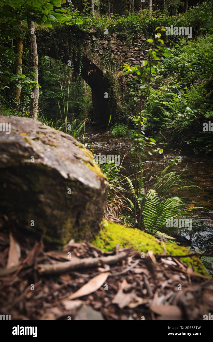 Beautiful shot lush forest hi-res stock photography and images - Alamy