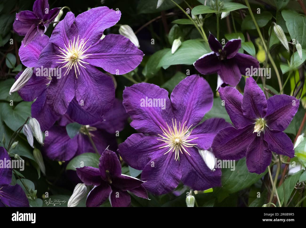 Three large, showy, deep purple Clematis flowers on a lush green leafy