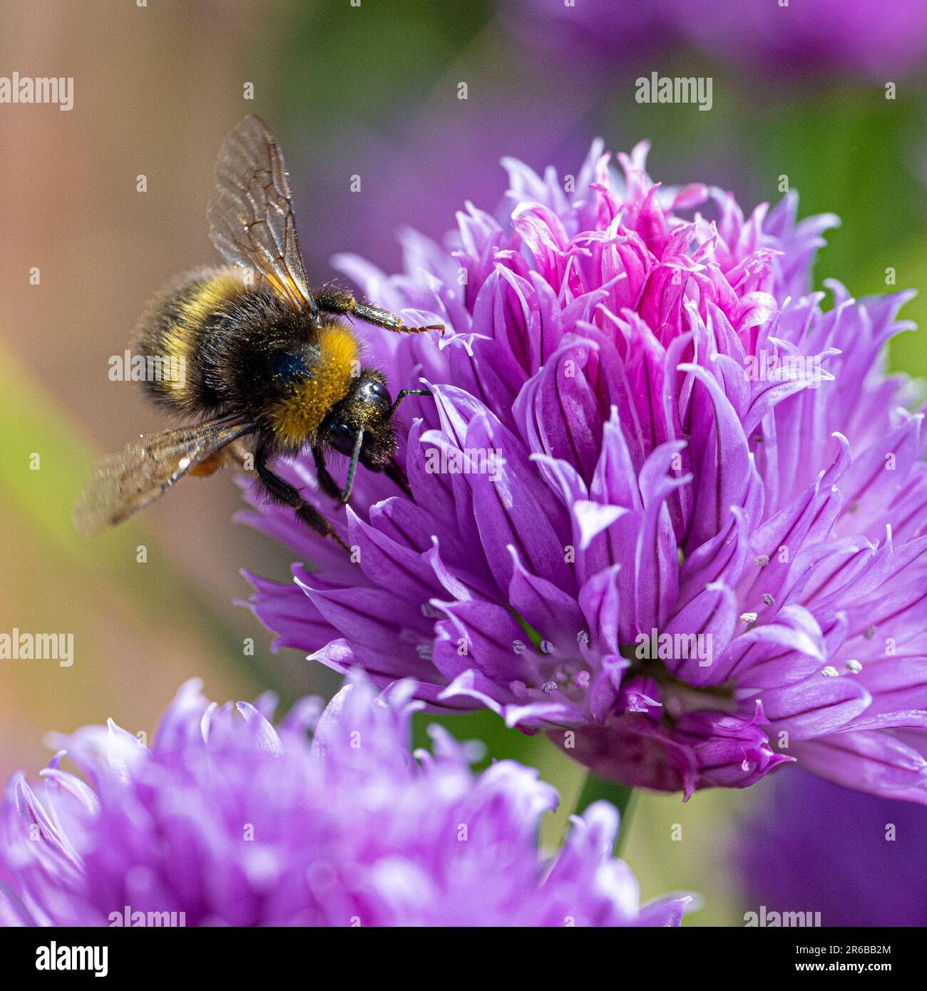 Bee on a flower, covered in pollen,Bees face numerous threats, including habitat loss, pesticide exposure, climate change, and diseases. These factors Stock Photo